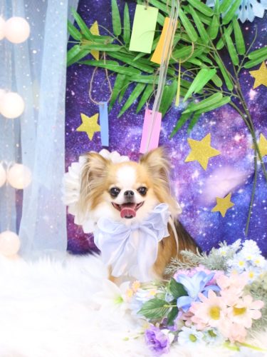 20250713プリュ―くん